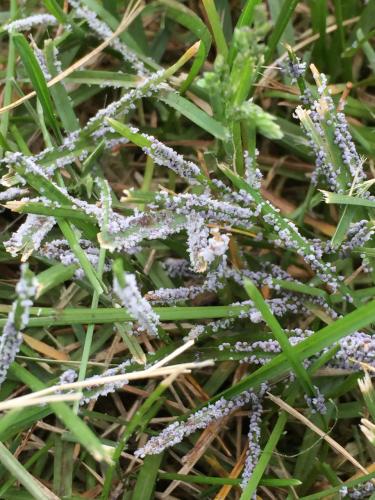 seedheads-hawkweed-and-slime-mold-in-lawns-msu-extension